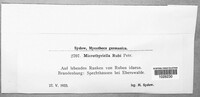 Schizothyrium pomi image